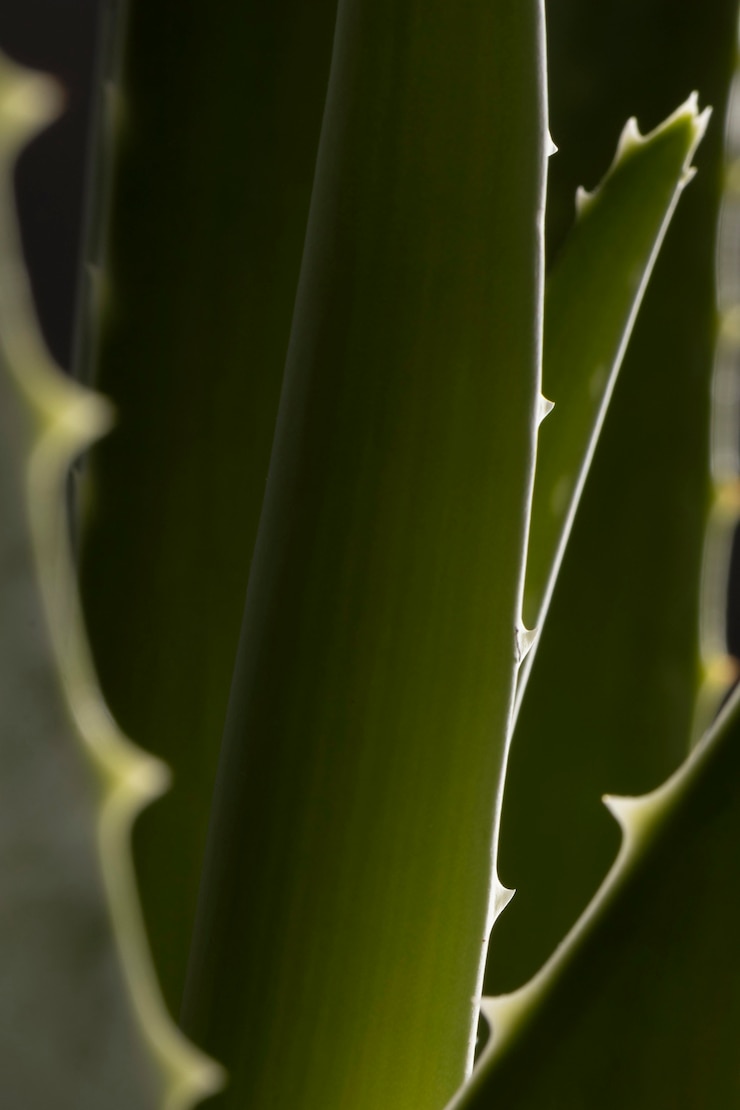 Free Photo beautiful macro aloe vera