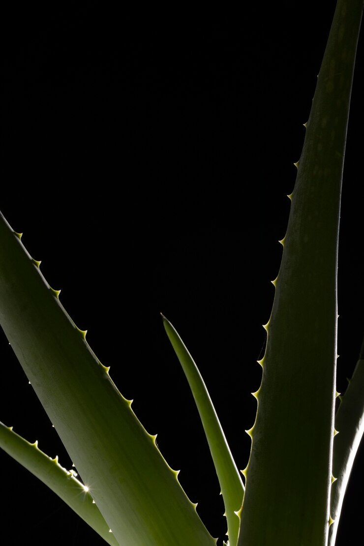 Free Photo beautiful macro aloe vera