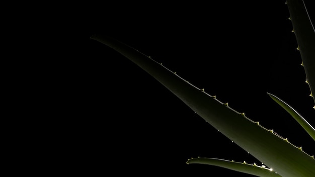 Beautiful macro aloe vera