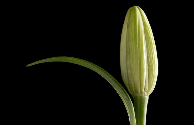 Bellissimo fiore macro isolato sul nero