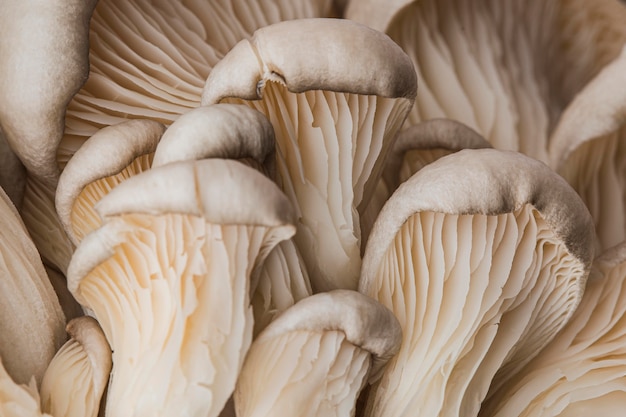 Beautiful macro fresh mushroom