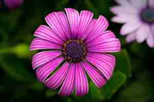 Free photo beautiful macro picture of a purple cape daisy in a garden