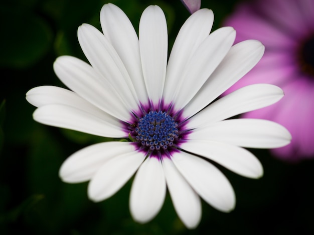 정원에서 흰색 케이프 데이지의 아름다운 매크로 사진