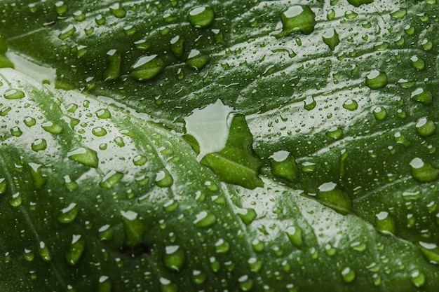 Beautiful macro plant with rain drops