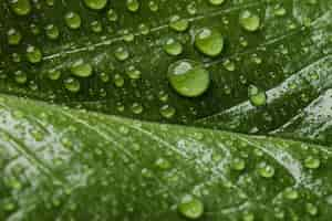 無料写真 雨滴の美しいマクロ植物