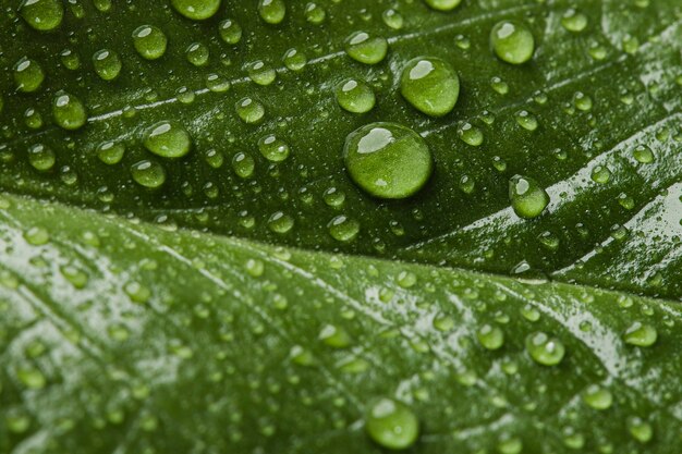 雨滴の美しいマクロ植物