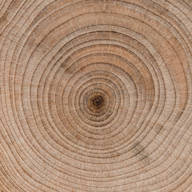 Foto gratuita bella macro concetto di legno