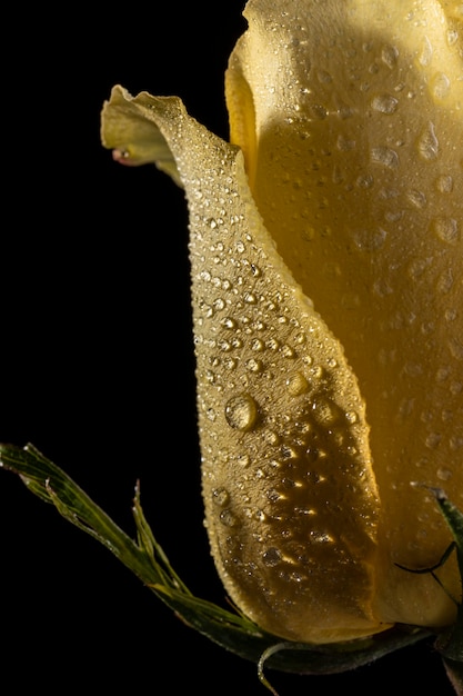 Бесплатное фото Красивая макро желтая роза