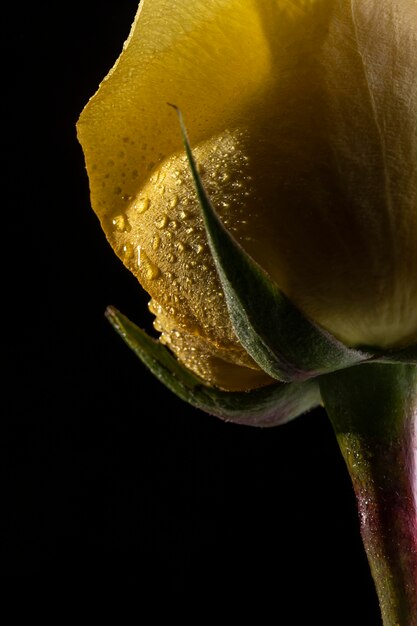 Beautiful macro yellow rose