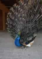 免费的照片漂亮的雄孔雀的羽毛扩展