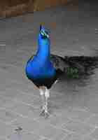 Free photo beautiful male peacock with a long tail