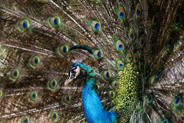 Beautiful male peafowl with opened feathers