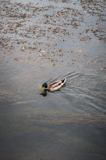 公園の湖で泳ぐ美しいマガモ