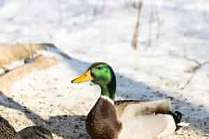 Free photo beautiful mallard