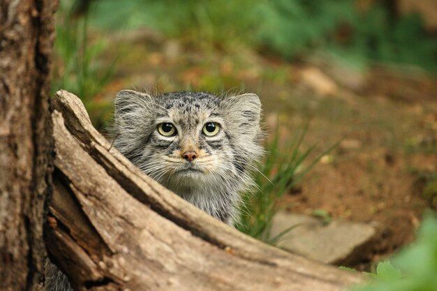 Beautiful Manul cat hidden behind a fallen tree