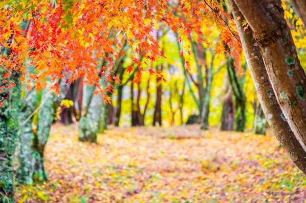 Beautiful maple leaf tree in autumn season