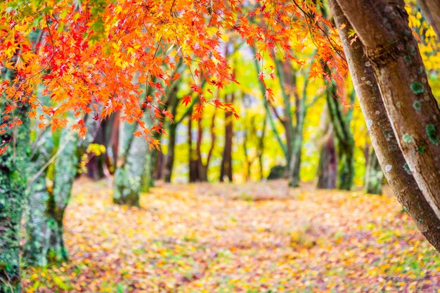 Красивое дерево кленовый лист в осенний сезон