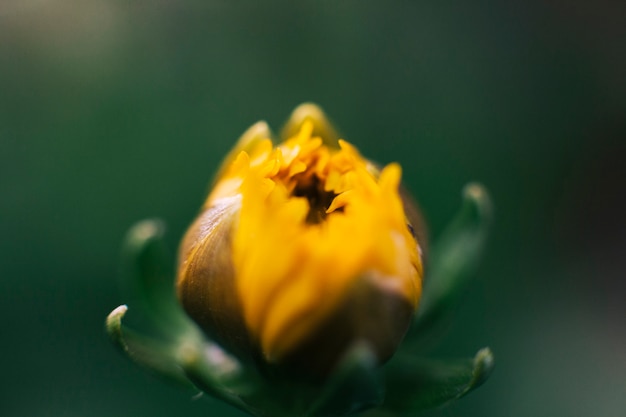 Beautiful marigold bud growing in field