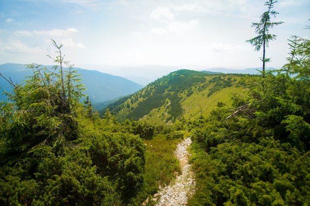 Beautiful meadows on  mountains