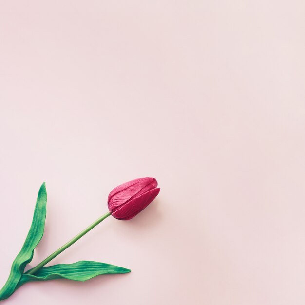 Beautiful  minimalist red tulip background