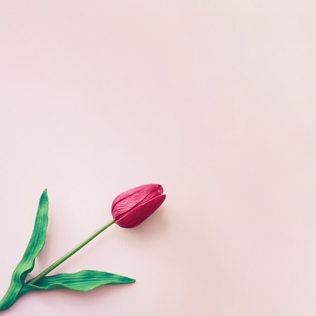 Красивый минималистичный красный тюльпан