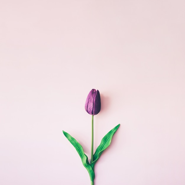 Красивый минималистичный фиолетовый фон тюльпана