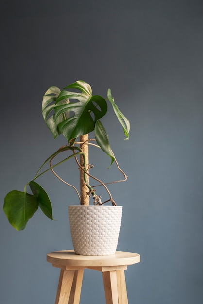 Beautiful and modern plants deco