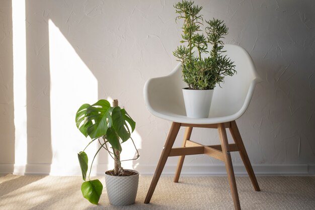 Beautiful and modern plants deco