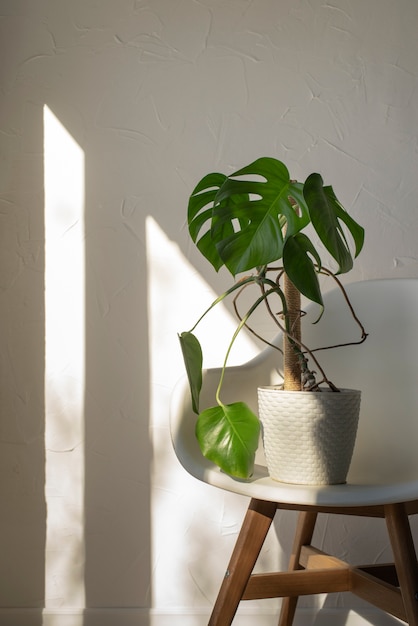 Beautiful and modern plants deco