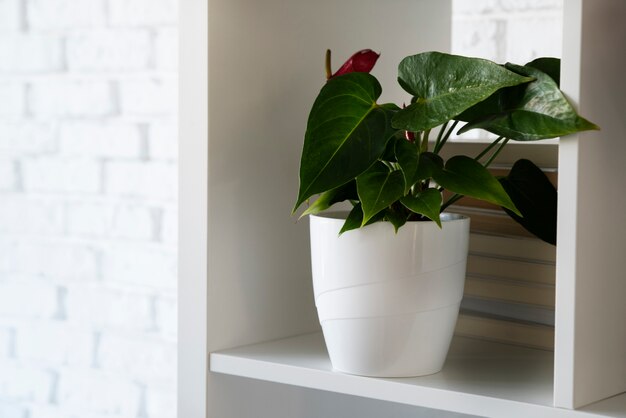 Beautiful and modern plants deco