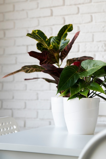 Beautiful and modern plants deco