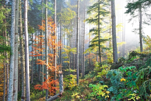 Beautiful morning in misty autumn forest with majestic colored trees.