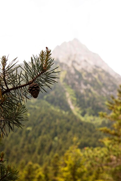 Beautiful mountain forest landscape