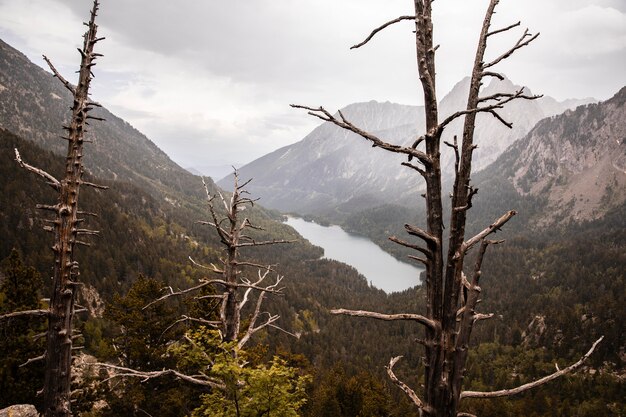 Beautiful mountain forest landscape