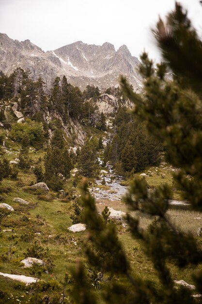 美しい山の森の風景