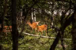 Foto gratuita bellissimo paesaggio di foresta di montagna