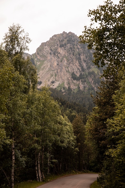 Beautiful mountain forest landscape