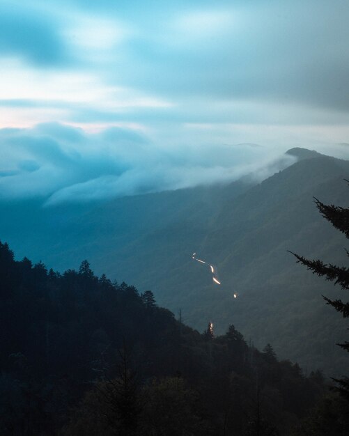 モミの木と霧の背景を持つ美しい山岳風景