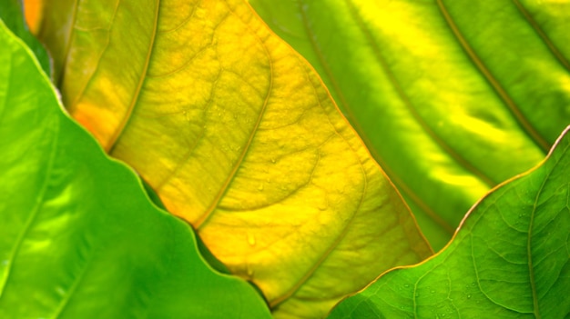 아름다운 자연 배열 대칭 유기 모양 녹색과 금색 식물 추상적 인 배경