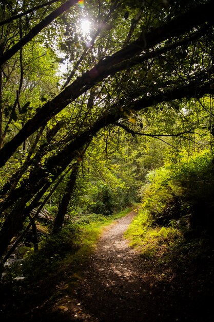 Beautiful natural landscape of forest