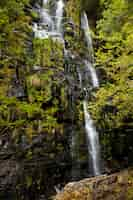 Foto gratuita bellissimo paesaggio naturale della foresta