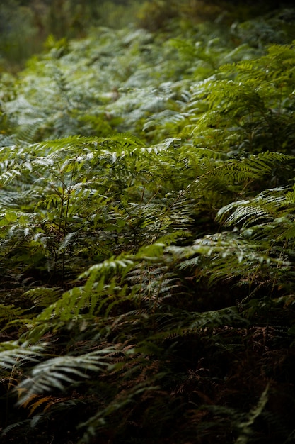 Beautiful natural landscape of forest