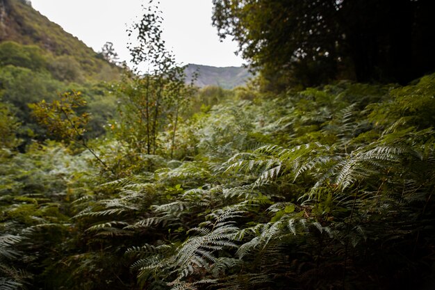 Beautiful natural landscape of forest