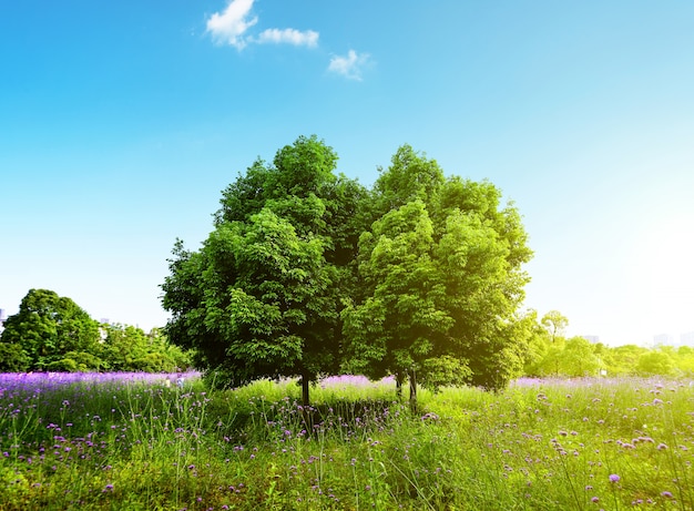 Bellissimo paesaggio naturale