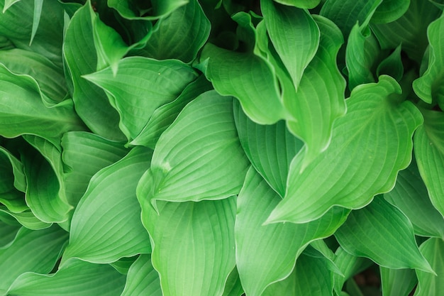 Beautiful natural leafy plant background or wallpaper - perfect for nature-related article/posts