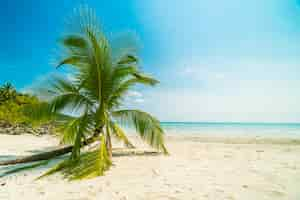 Foto gratuita spiaggia tropicale bellissima natura