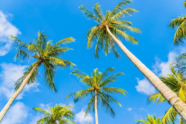Beautiful nature tropical coconut palm tree on blue sky white cloud around beach sea ocean