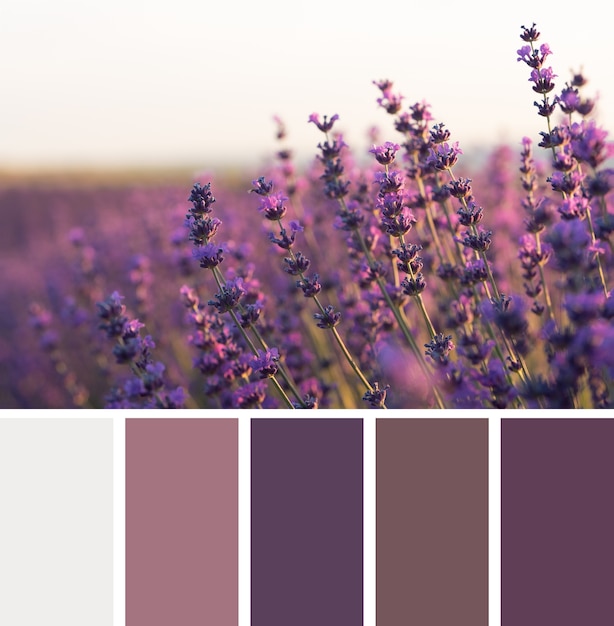 Free photo beautiful nature with color swatches