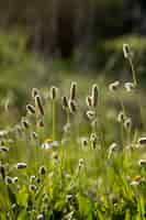 Free photo beautiful nature with tall plants