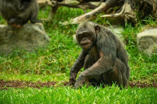 自然に見える生息地の美しくて素敵なチンパンジーパントログロダイトバーの後ろの野生動物